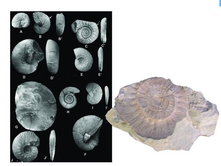 Study of Callovian Ammonites in Northeastern Iran