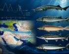 Research on the Species Diversity, Environmental and Climate Challenges, and Opportunities of Caspian Sea Sturgeons 1