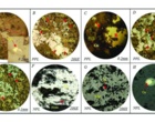 Petrogenesis, Geochemistry of Fluid Inclusions, and the Role of Subvolcanic Intrusive Bodies in the Genesis of Copper Mineralization in the Chah Morad Deposits, Northern Torud, Semnan 1