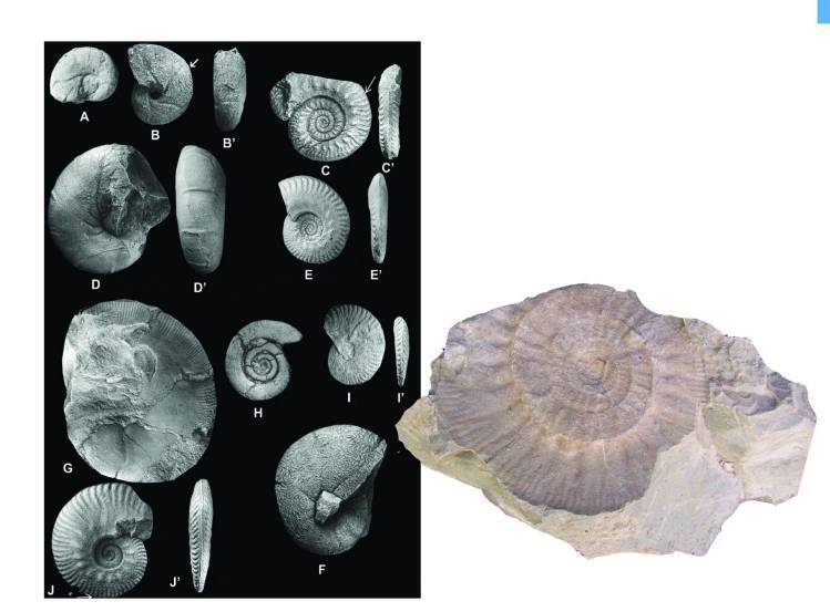 Study of Callovian Ammonites in Northeastern Iran