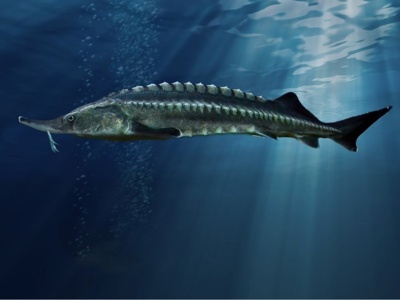 پژوهش در تنوع گونه ها، چالش ها و فرصت های محیط زیستی و اقلیمی ماهیان خاویاری دریای خزر